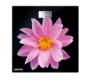 Весы напольные CT-2416 Pink Flower Centek